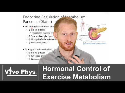 Thumbnail for Hormonal Control of Exercise Metabolism