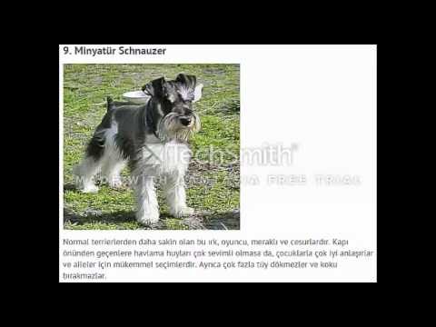 Evde Beslenebilecek En İyi 10 Küçük Köpek Cinsleri