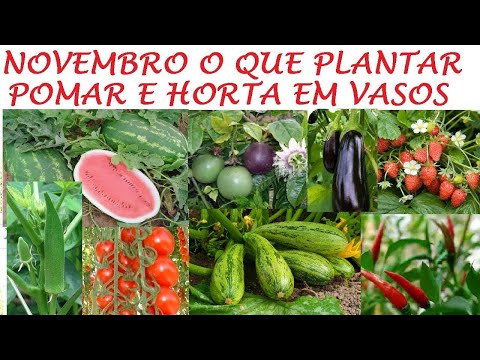 PLANTE esses em NOVEMBRO, no pomar ou horta