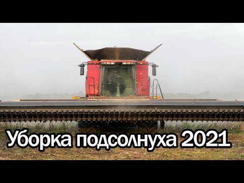 Thumbnail for Уборка подсолнуха 2021г. Комбайн CASE IH 9250.