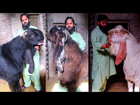 Biggest Ever Amritsari Beetal Breeder Goats Of Mian Imran Lahore 2022