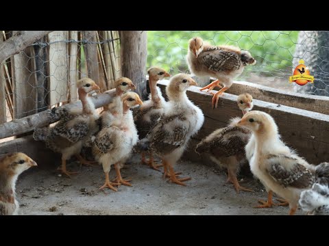 Thumbnail for O segredo para criar Pintinhos e não ter perdas