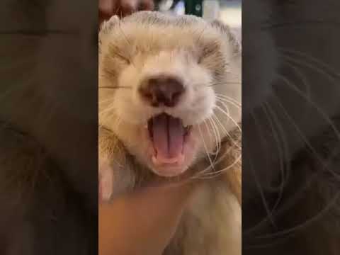 Мимишность для тебя ???? cute ferrets