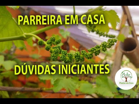 Plantar Uva em Casa, Básico respondendo duvidas