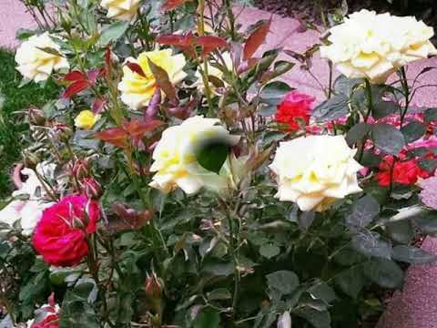 LOS REHENES/ SECRETOS QUE NO SE CUENTAN