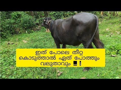 എന്റെ രണ്ട് പോത്തുകളുടെ 4 മാസത്തെ വളർച്ചയും . അവർക്ക് കൊടുക്കുന്ന കയ് തീറ്റയും ......