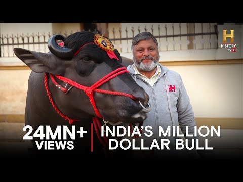 Thumbnail for This bull makes 50 lakhs every year! #OMGIndia S01E01 Story 3
