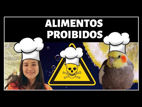 Thumbnail for ALIMENTOS QUE NÃO PODEM DAR PARA CALOPSITAS! ALIMENTOS PROIBIDOS