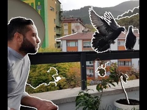 Thumbnail for KAÇAK ARKA TEPE GÜVERCİN  GELDİ  KEPEZ KAÇTI