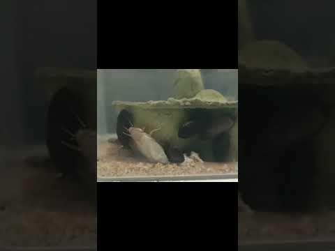 Thumbnail for Белый таракан ???? #тараканы #насекомые #shorts