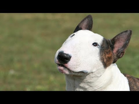 Thumbnail for Bull Terrier Köpekleri ve Özellikleri