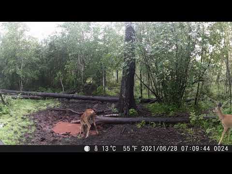 Thumbnail for Изюбриха прогоняет козочку, два козла и кабарга в следующем выпуске)