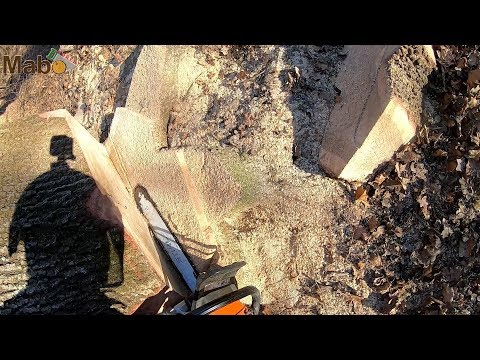 Abbattimento quercia 100 cm con Stihl 362