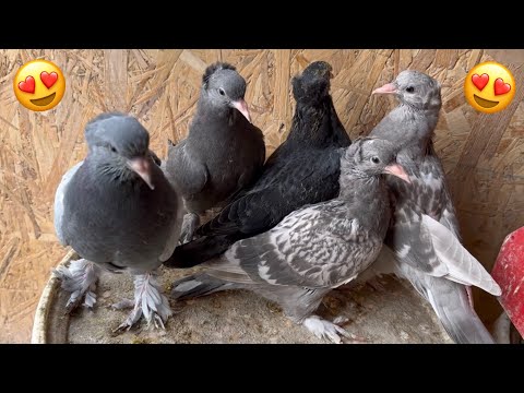 BEYAZ TAKLAYI SIKLAŞTIRDI - YAVRULAR YEME DÜŞTÜ - Taklacı Güvercin Oyunkuşu