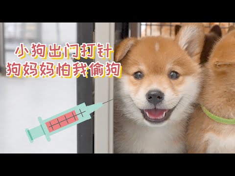 Thumbnail for 小奶狗第一次出门打针，狗妈妈担心我偷狗，非要跟着去打针