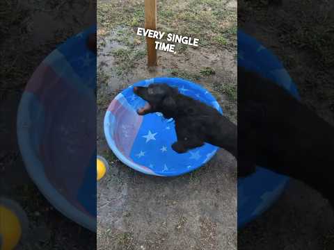 Thumbnail for This dog is hilarious ????