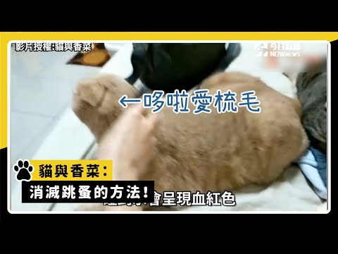 Thumbnail for 貓與香菜：消滅跳蚤的方法！