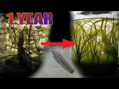 I Put Plants & Animals in a Jar for a Year, This Happened | Spring ecosphere 1 year update