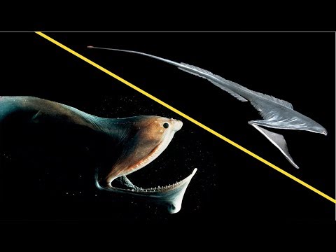 Thumbnail for Dünyanın EN KORKUNÇ Görünümlü 10 HAYVANI