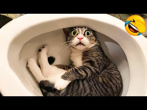 Videos De Risa de Animales - Gatos Chistosos - Gracioso videos de reacción de gato de la semana #151