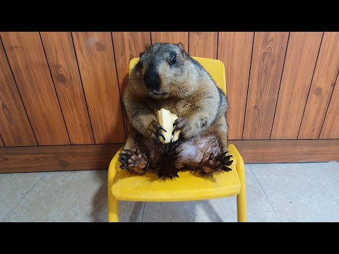 marmot sitting on a chair like a general chewing jackfruit