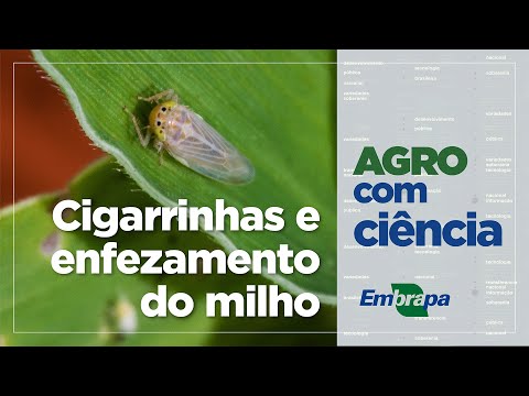 Thumbnail for Agro com Ciência - Cigarrinhas e enfezamento do milho #Embrapa