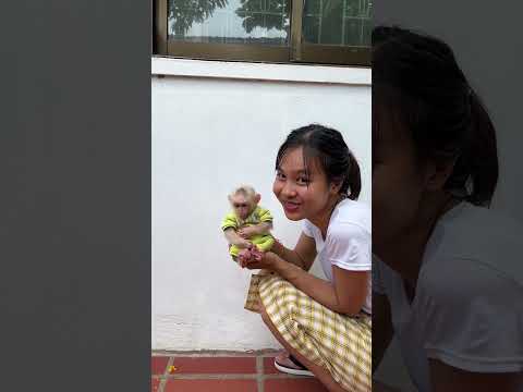 Minea Sweety Talk With Mommy #cute #babyanimals #lovelymonkey