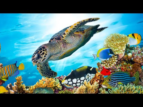 Thumbnail for Beautiful Relaxing Music, Underwater Tropical fish, Coral reefs, Sea Turtles in 4k by Tim Janis