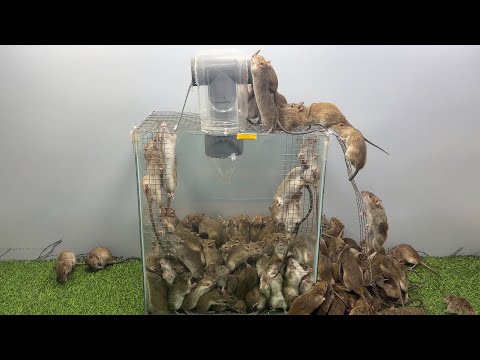 best mousetrap / How to trap mice safely and effectively / High performance mousetrap