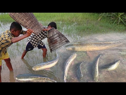 Awesome Catch &amp;amp; Cook - 2 Smart Boys Enjoy Catching A lot of Fish By Ang Rot Tool Near My Village