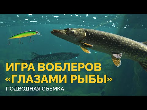 Thumbnail for Игра воблеров  "Глазами РЫБЫ". ПОДВОДНАЯ СЪЕМКА (воблеры минноу)