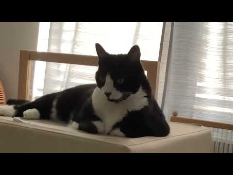 Thumbnail for The most chill cat in the world￼