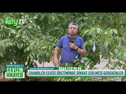 CHANDLER CEVİZİ ÜRETİMİNDE DİKKAT EDİLMESİ GEREKENLER
