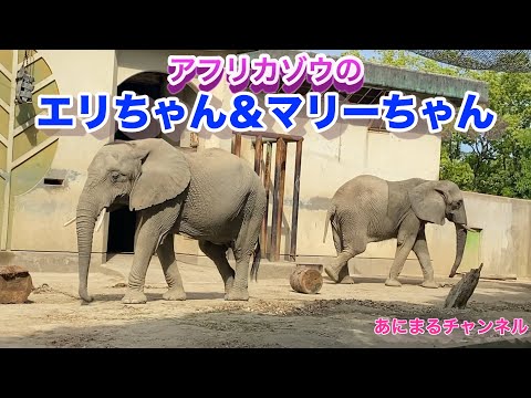 アフリカゾウのエリちゃんとマリーちゃん【熊本市動植物園】