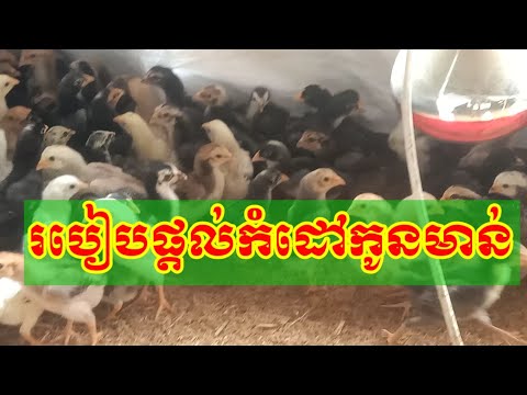 កសិកម្មមាន់: របៀបផ្តល់កំដៅកូនមាន់