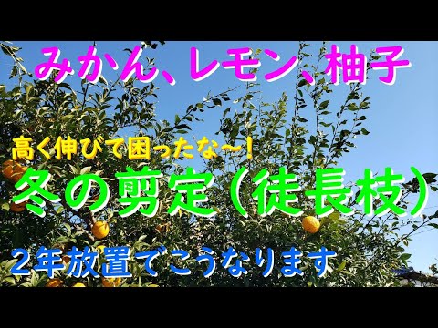レモン、みかん、柚子の冬剪定(徒長枝を放置するとどうなる?)