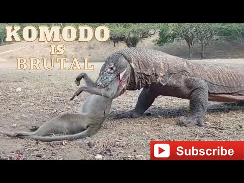 Thumbnail for Komodo Dragon Cruelly Swallowed Monkey Alive