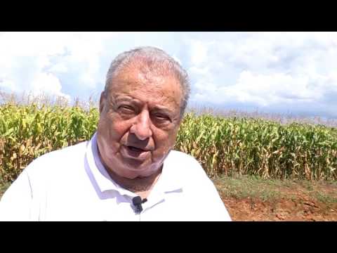 Thumbnail for Milho: técnica promete produção de 225 sacas