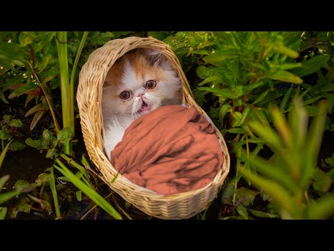 Thumbnail for The Cat Raised by a Mouse