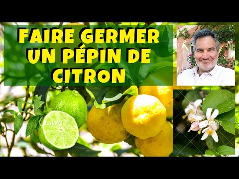 Comment faire pousser un citronnier à partir de pépin ?