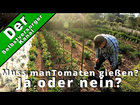 Muss man Tomaten gießen, Ja oder nein?