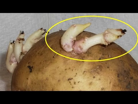 Папилломы отпадут сами. Самый простой способ удаления висячих родинок в домашних условиях