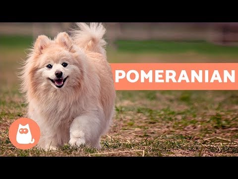 Thumbnail for All About the POMERANIAN - Characteristics and Care