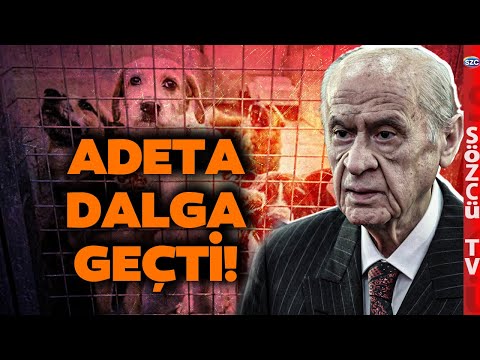 Devlet Bahçeli&apos;nin Sokak Hayvanları Açıklaması Sosyal Medyayı Salladı! İşte O Şaka Gibi Sözler
