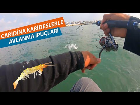 Thumbnail for Osaka Caridina Karides'e yakından bakış ve Levrek Makinesi Önerisi