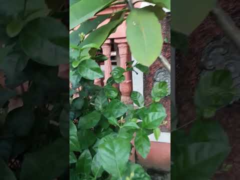 Masih Disela-sela Aktivitas Lihat Pohon Melinjo diabadikan dulu @arumhidroponik9684