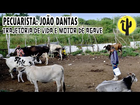 Thumbnail for [VIDA NA ROÇA] João Dantas, fala sobre a trajetória de VIDA e quando trabalhava com MOTOR DE AGAVE ????