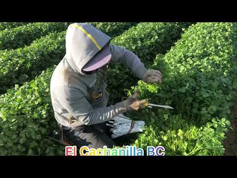 Thumbnail for Cosecha de cilantro en el Valle de mexicali bc mx