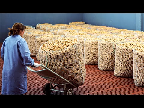 Thumbnail for How It's Made Wine Cork - Harvesting 50 Million Cork Wine and Making Process in factory