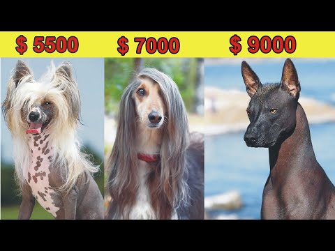 8 Most Expensive Dog Breeds in the World In Hindi/Urdu  | The Most Expensive Dog Breeds Ever | Pet